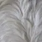 Close-up of a natural white cowhide rug showing the texture of the short, soft hair.