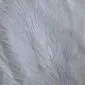 Close-up of natural white cowhide rug showing the texture of the short, soft animal hair. detail view