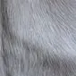 Close-up of natural white cowhide rug showing the texture of the short, dense animal hair.