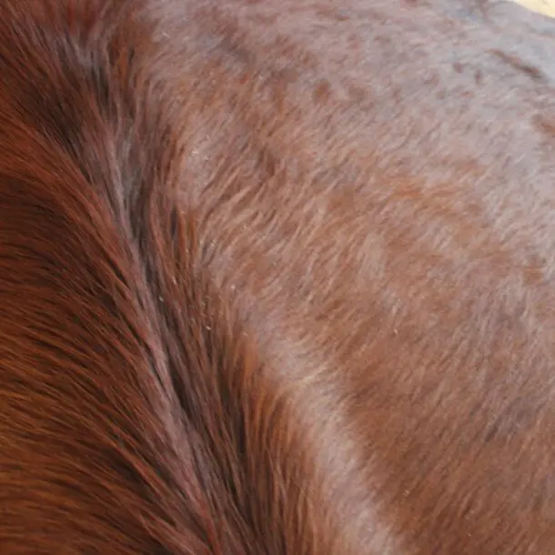 Cowhide Rug Brown C01113