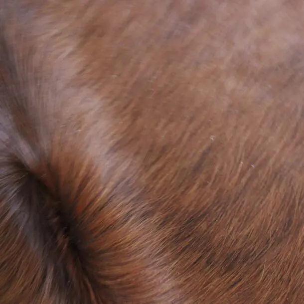 Cowhide Rug Brown C01113