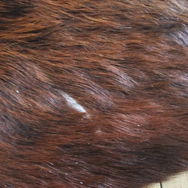 Cowhide Rug Brown C01113