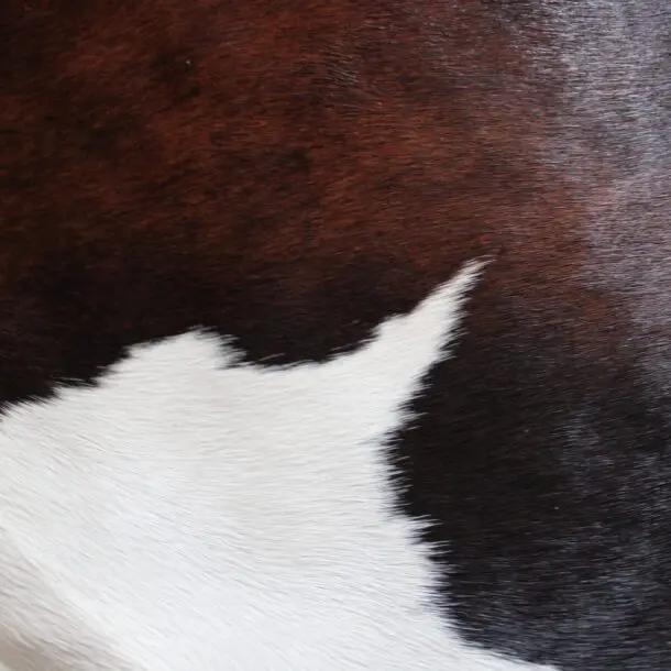 Cowhide Rug Exotic C01114