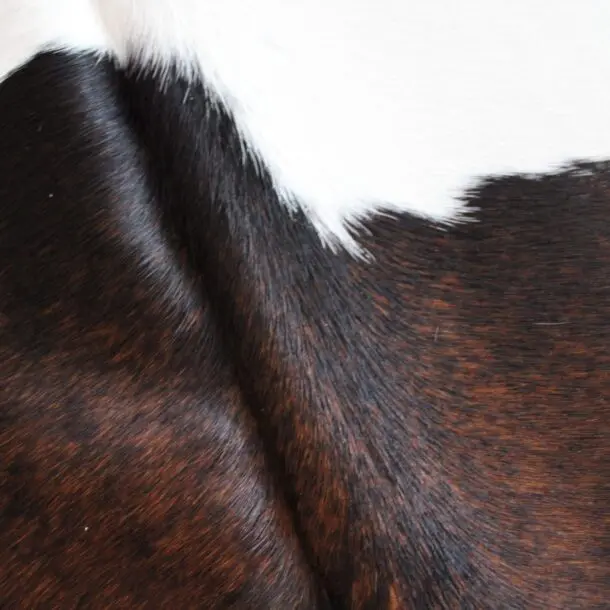 Cowhide Rug Exotic C01114