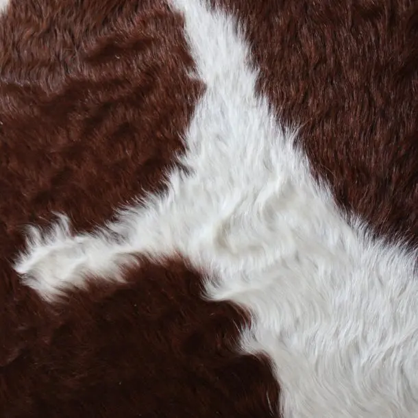 Cowhide Rug Brown and White C01115