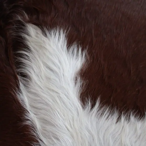 Cowhide Rug Brown and White C01115