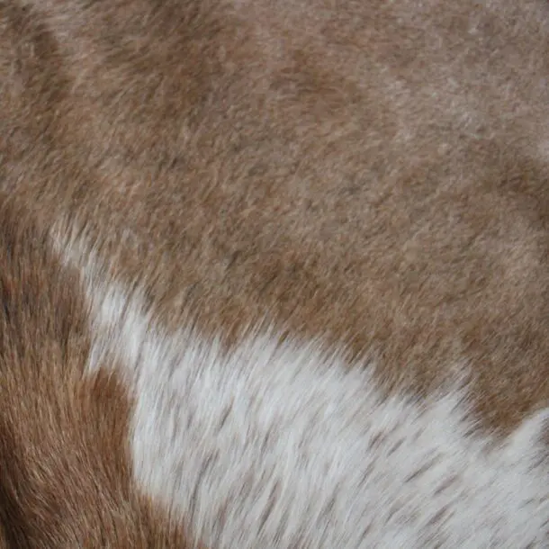 Cowhide Rug Brown and White C01118