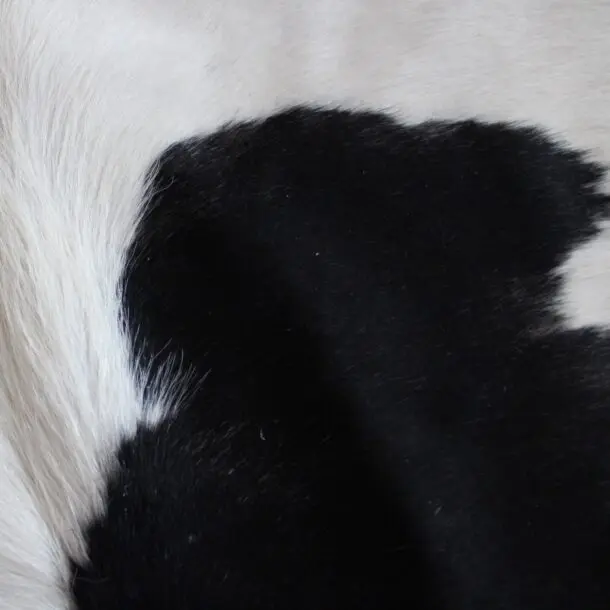 Cowhide Rug Black and White C01119
