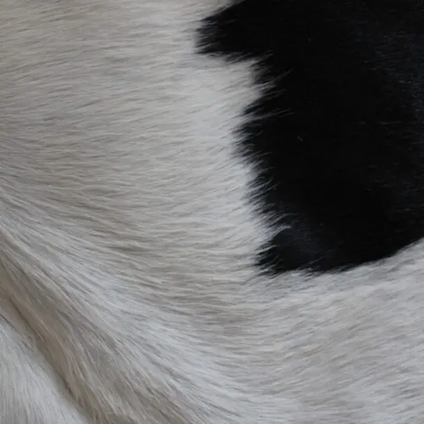 Cowhide Rug Black and White C01119