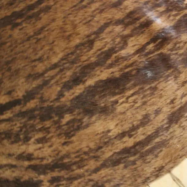 Cowhide Rug Exotic C01120