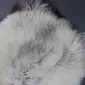 Rare Breed Sheepskin Rug RBS149 (5) Close-up of a rare breed sheepskin rug with long, thick cream wool and dark grey undertones.