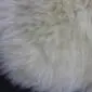 Close-up of a rare breed sheepskin rug with long, thick cream and grey wool fibres.