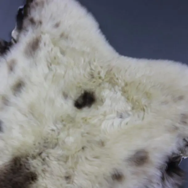 Rare Breed Sheepskin Rug RBS153