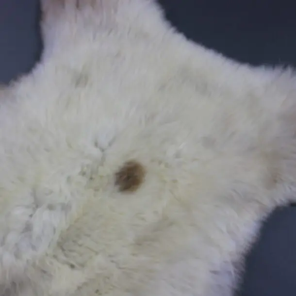 Rare Breed Sheepskin Rug RBS154
