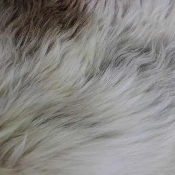 Rare Breed Sheepskin Rug RBS156