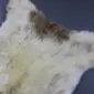 Close-up of a rare breed sheepskin rug featuring long, cream wool with a dark brown patch at the edge.