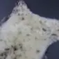 Natural rare breed sheepskin rug with thick cream wool and dark brown speckled markings.