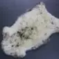 Natural cream rare breed sheepskin rug with dark grey and brown spots and long, textured wool.