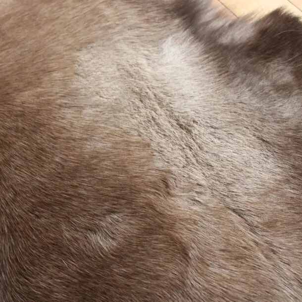 Siberian Reindeer Hide SR251