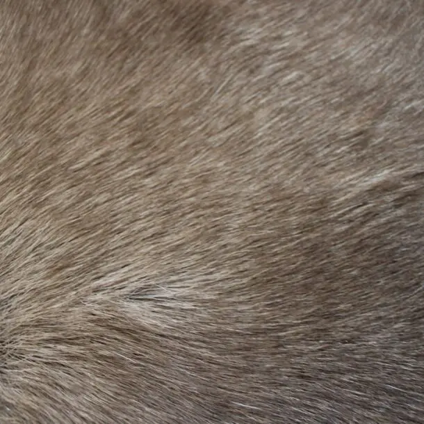 Siberian Reindeer Hide SR255