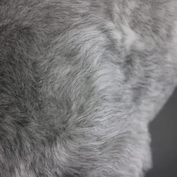 Natural Grey Icelandic Sheepskin Rug Shorn INGSS-91