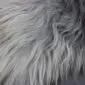 Natural Grey Icelandic Sheepskin Rug ING389 (5) Close-up of long, wavy grey and white Icelandic sheepskin wool fibres.