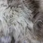 Close-up of a rare breed sheepskin rug with long, wavy wool in shades of cream, grey, and brown.