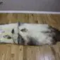 Long double sheepskin rug with thick cream wool and natural grey and brown mottled markings.