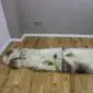 Long double sheepskin rug with thick cream wool and natural grey and brown markings on a wooden floor.