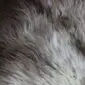 Close-up of a rare breed sheepskin rug with long, textured wool in shades of grey, cream and brown.