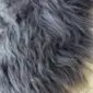 Close up of a rare breed double sheepskin rug with long, wavy grey and charcoal wool fibres.