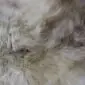 Rare Breed Sheepskin Rug RBM-92 (6) Close-up of a rare breed sheepskin rug with long, textured wool in shades of cream, grey, and light brown.