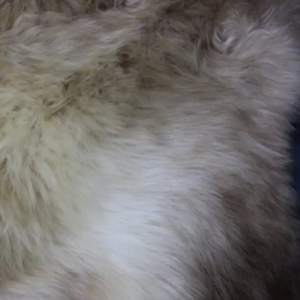 Rare Breed Sheepskin Rug RBM-92