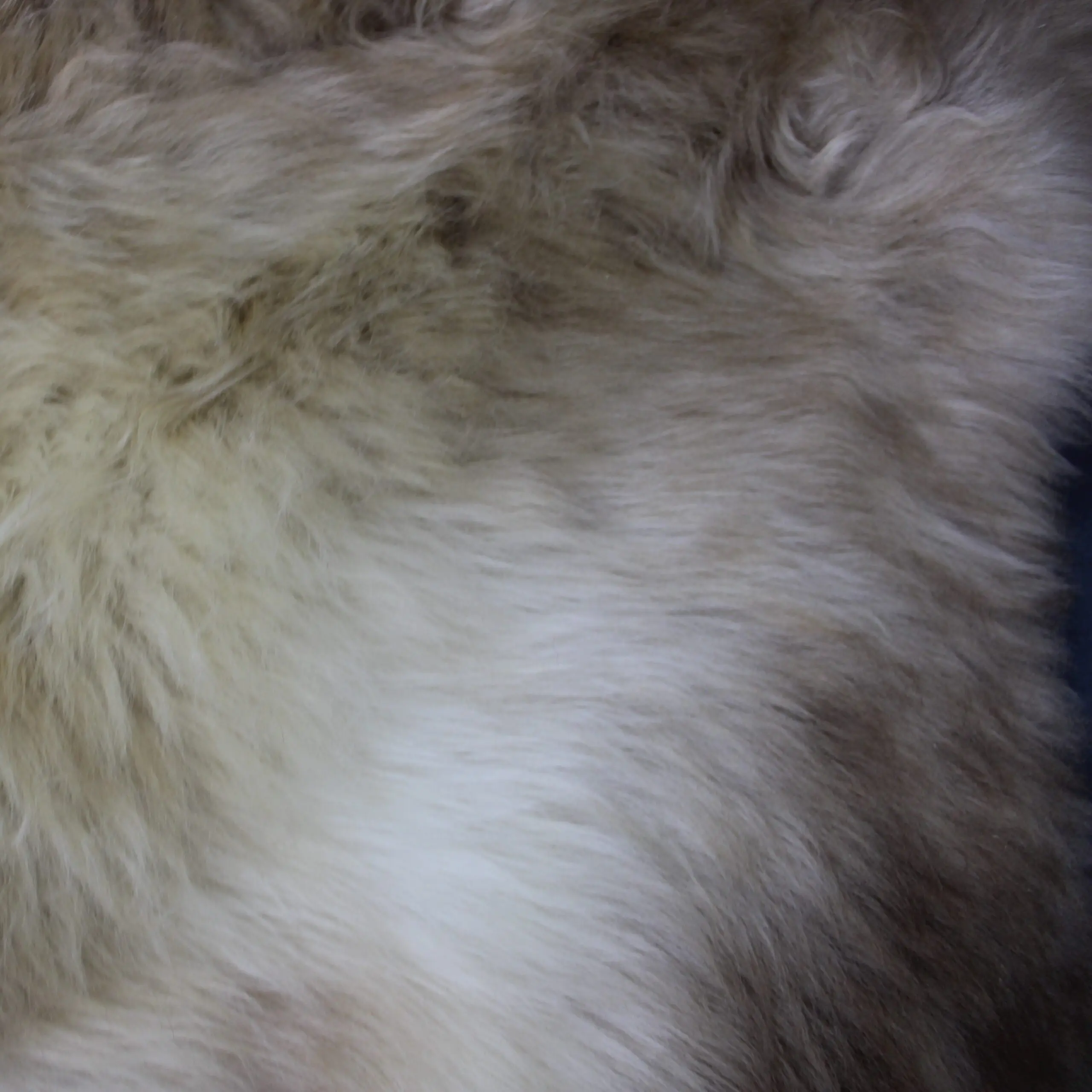 Rare Breed Sheepskin Rug RBM-92