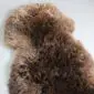Large rare breed sheepskin rug with thick, curly wool in mottled shades of dark and light brown.