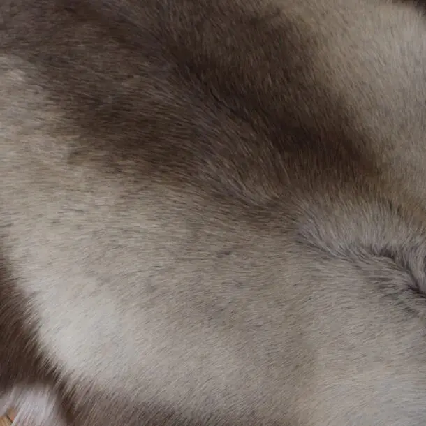 Siberian Reindeer Hide SR256