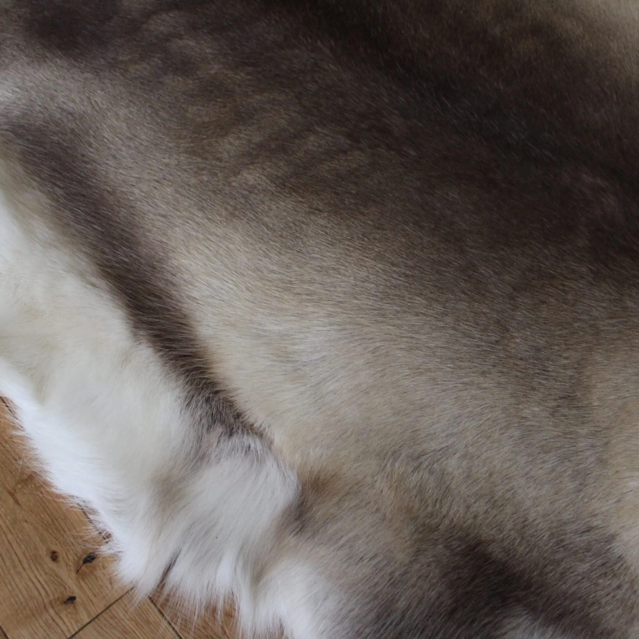 Siberian Reindeer Hide SR257