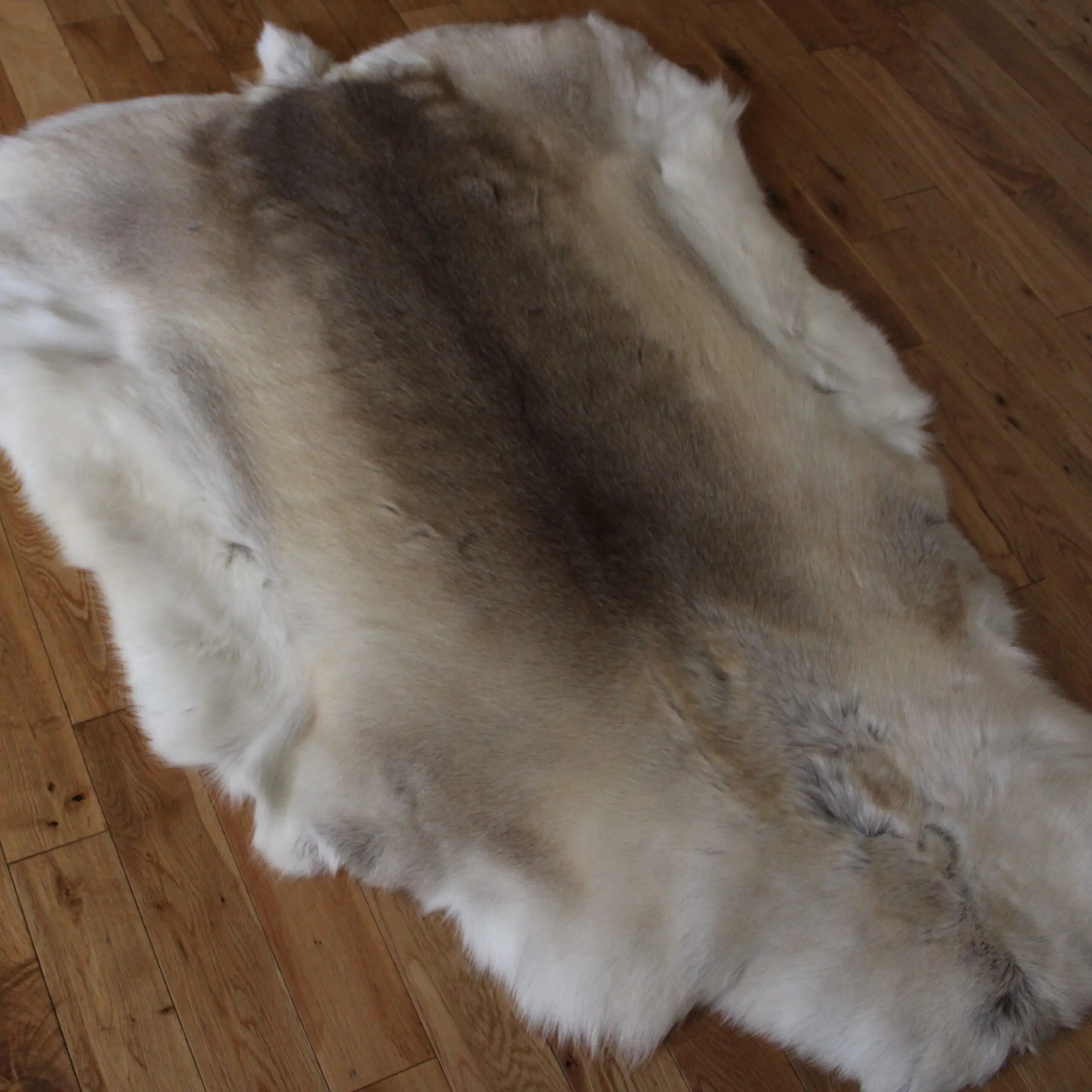 Siberian Reindeer Hide SR258