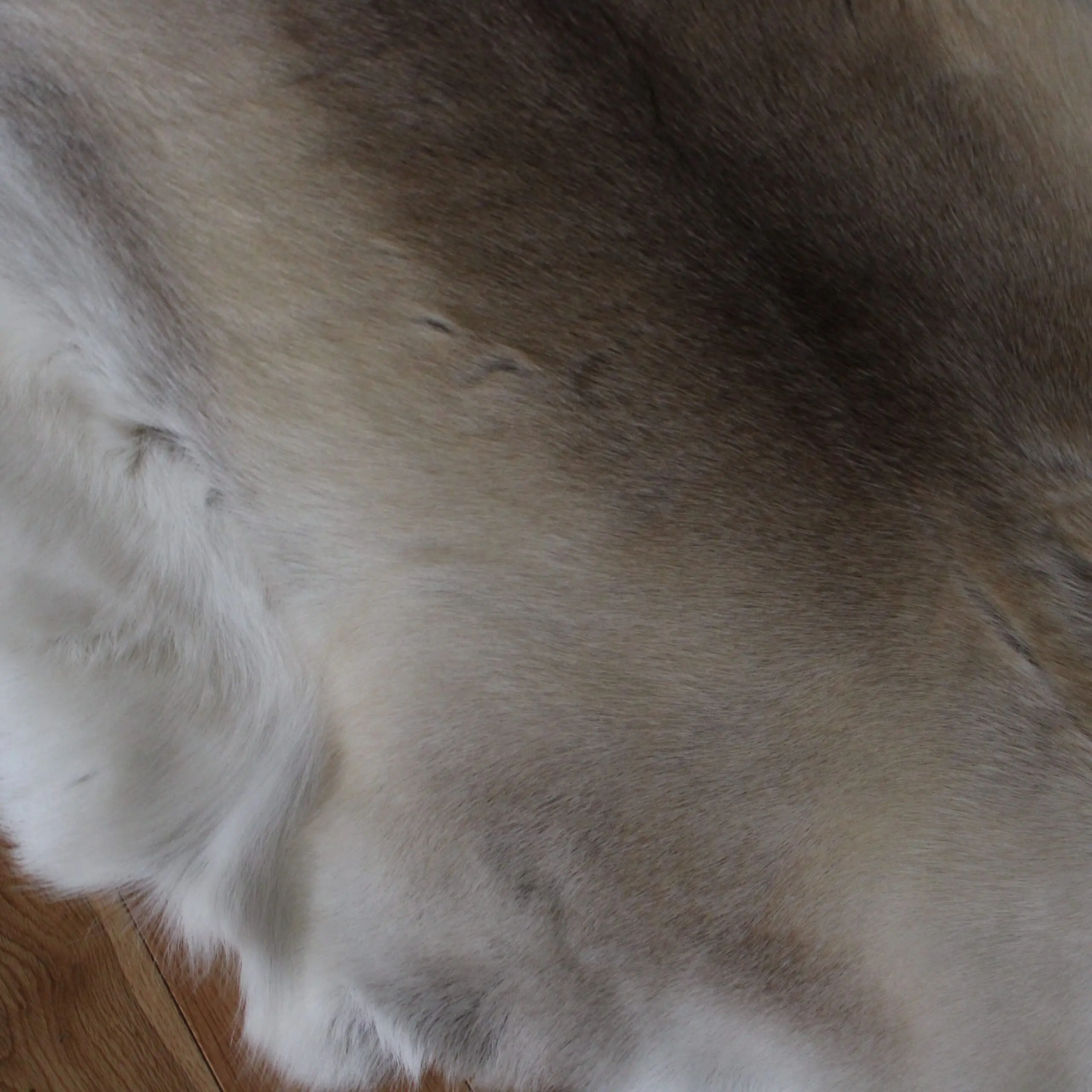 Siberian Reindeer Hide SR258