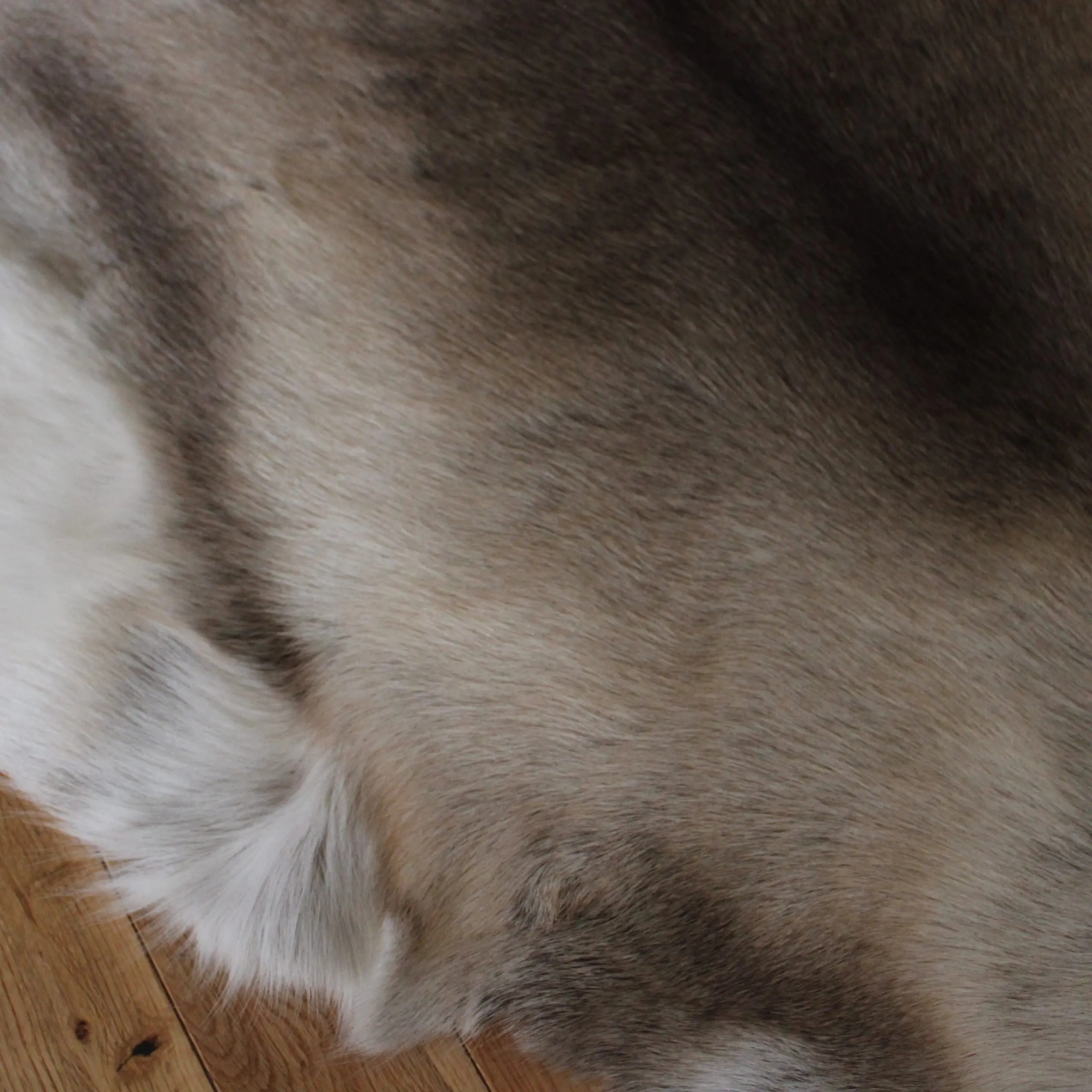 Siberian Reindeer Hide SR259