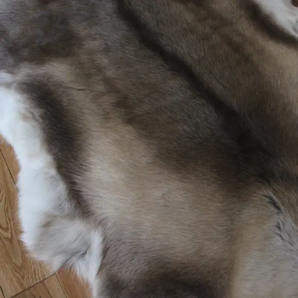 Siberian Reindeer Hide SR260