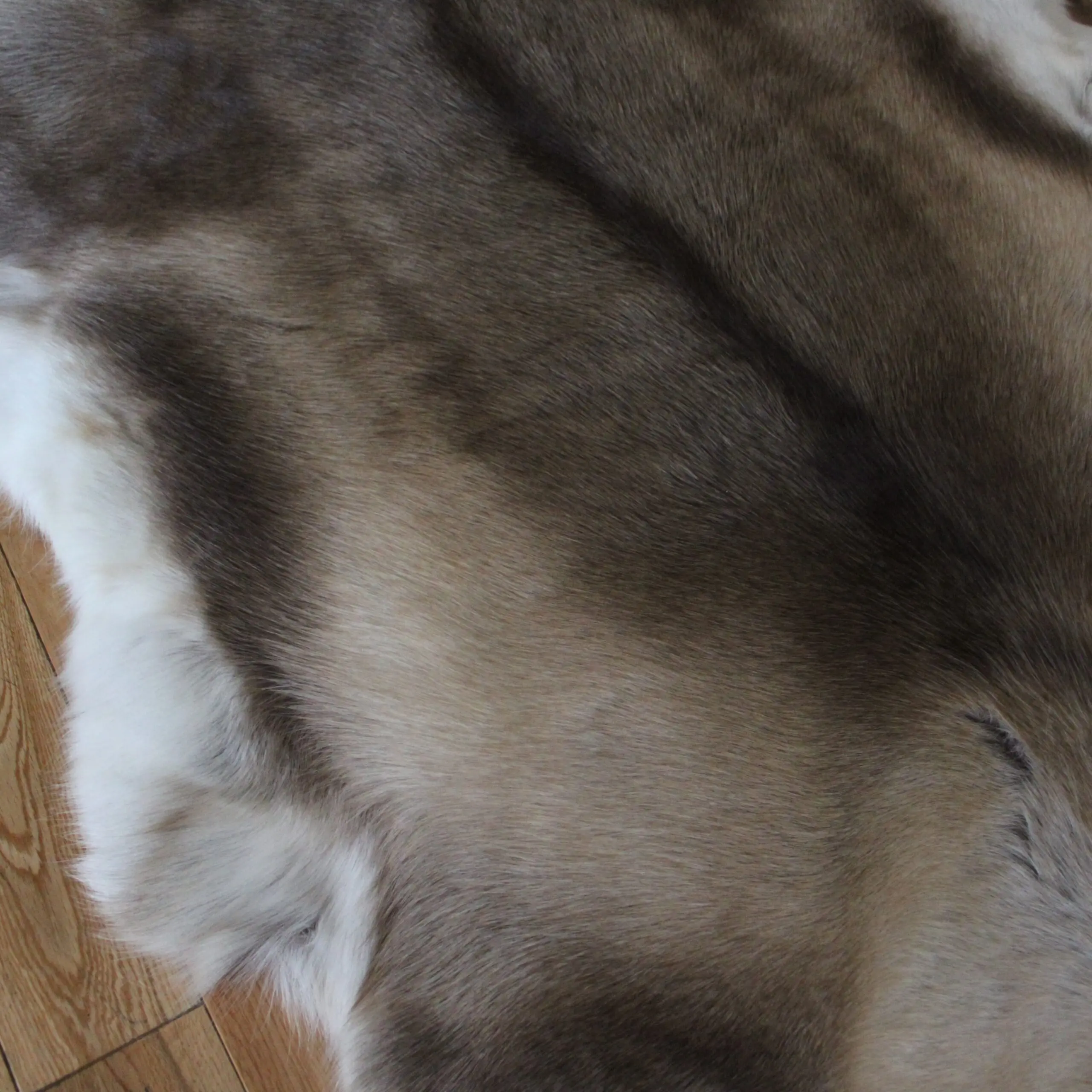 Siberian Reindeer Hide SR260