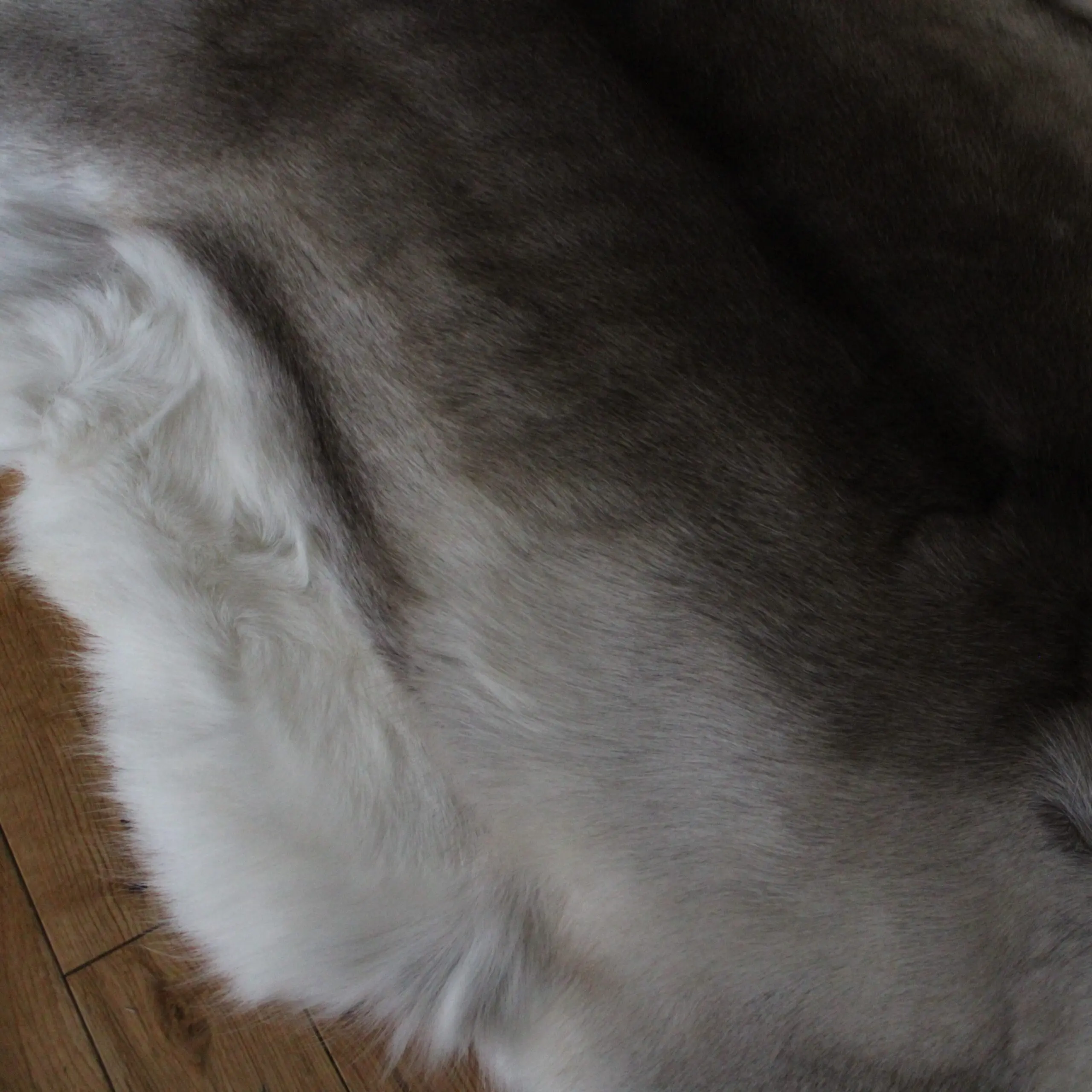 Siberian Reindeer Hide SR261