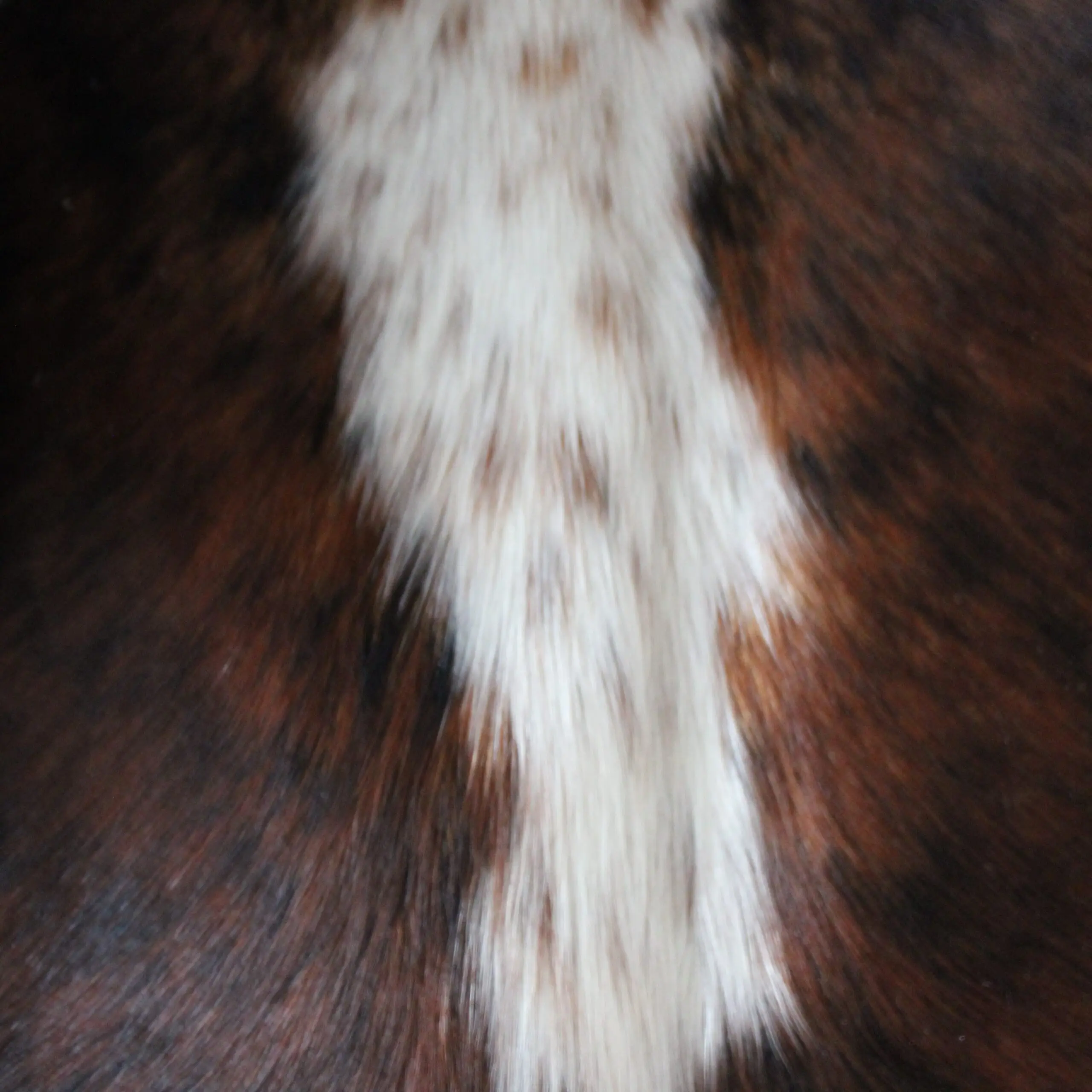 Cowhide Rug Exotic C01035