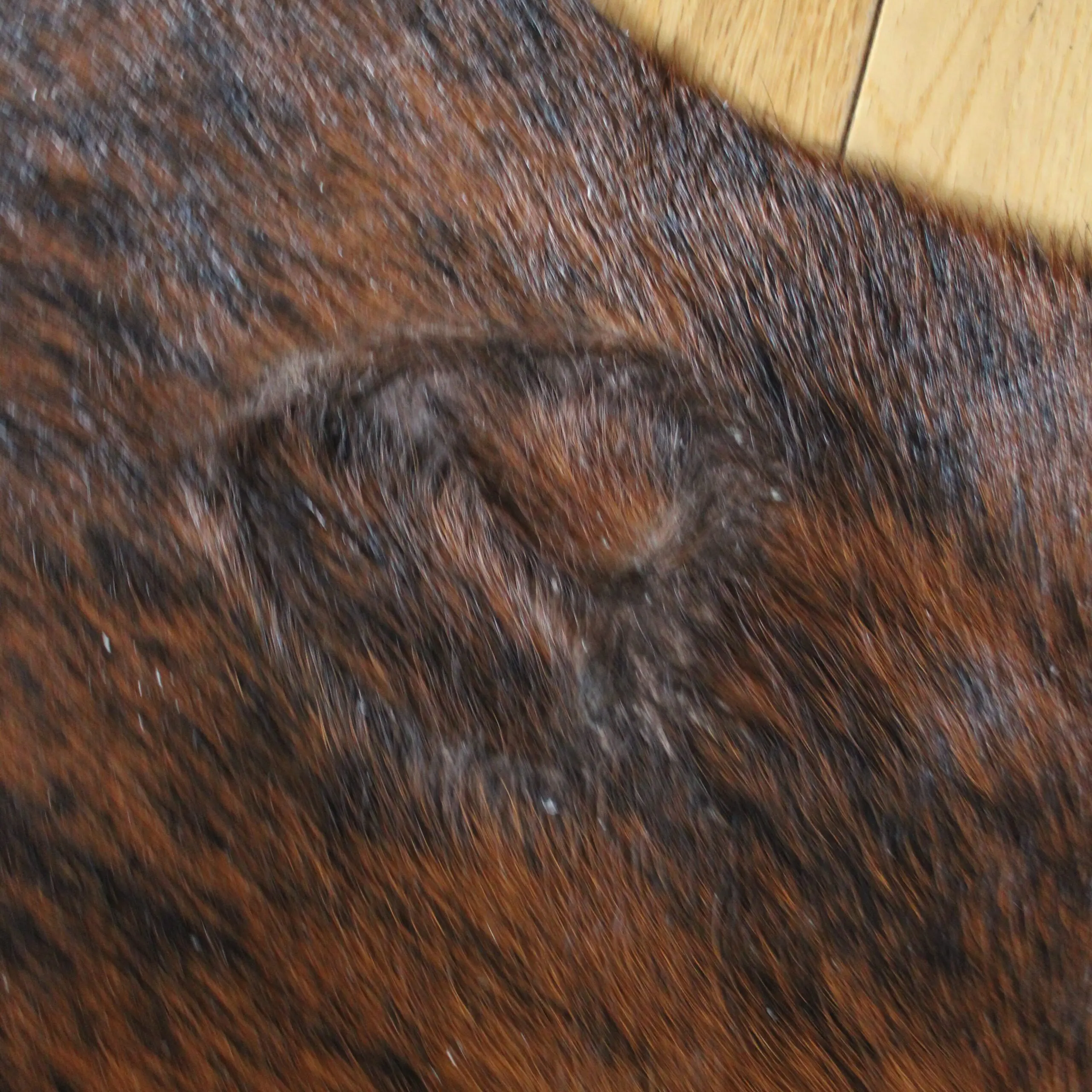 Cowhide Rug Exotic C01035