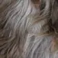 Close up of long, textured Icelandic sheepskin wool in shades of rusty grey, brown and cream.