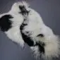 Large multi-layered sheepskin rug with long, textured wool in contrasting cream and black patches.