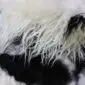 Close-up of a multi-layered sheepskin rug featuring long, wavy white and black wool fibres.