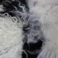 Close-up of a multi-layered sheepskin rug with long, curly wool in white, grey, and black tones.