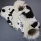 Large multi-layered sheepskin rug with irregular edges and natural white, black and brown spotted wool patterns.